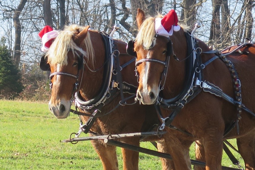 driving horse christmas.jpg